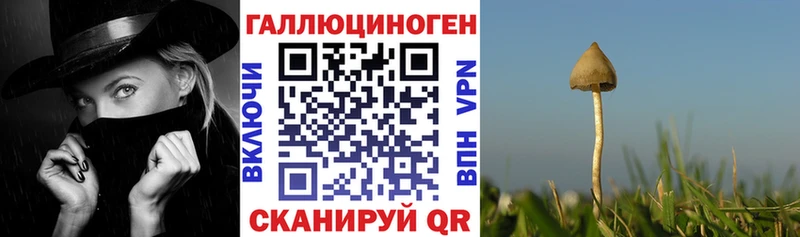 Псилоцибиновые грибы Psilocybine cubensis  Бологое 